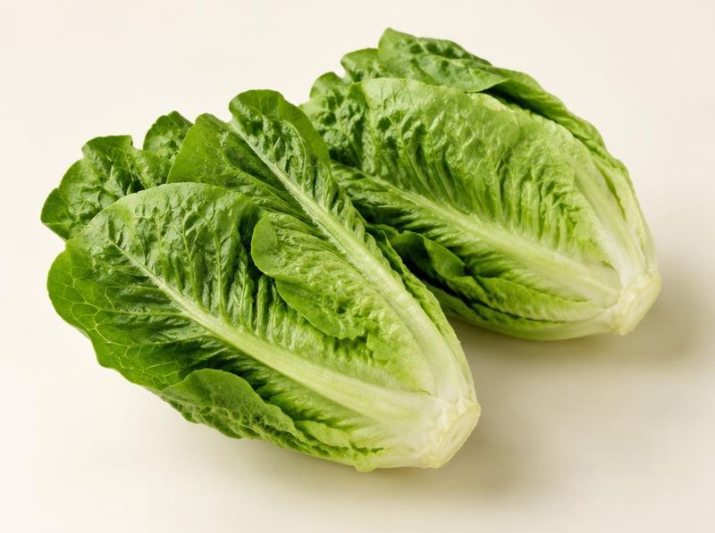 Cos lettuce